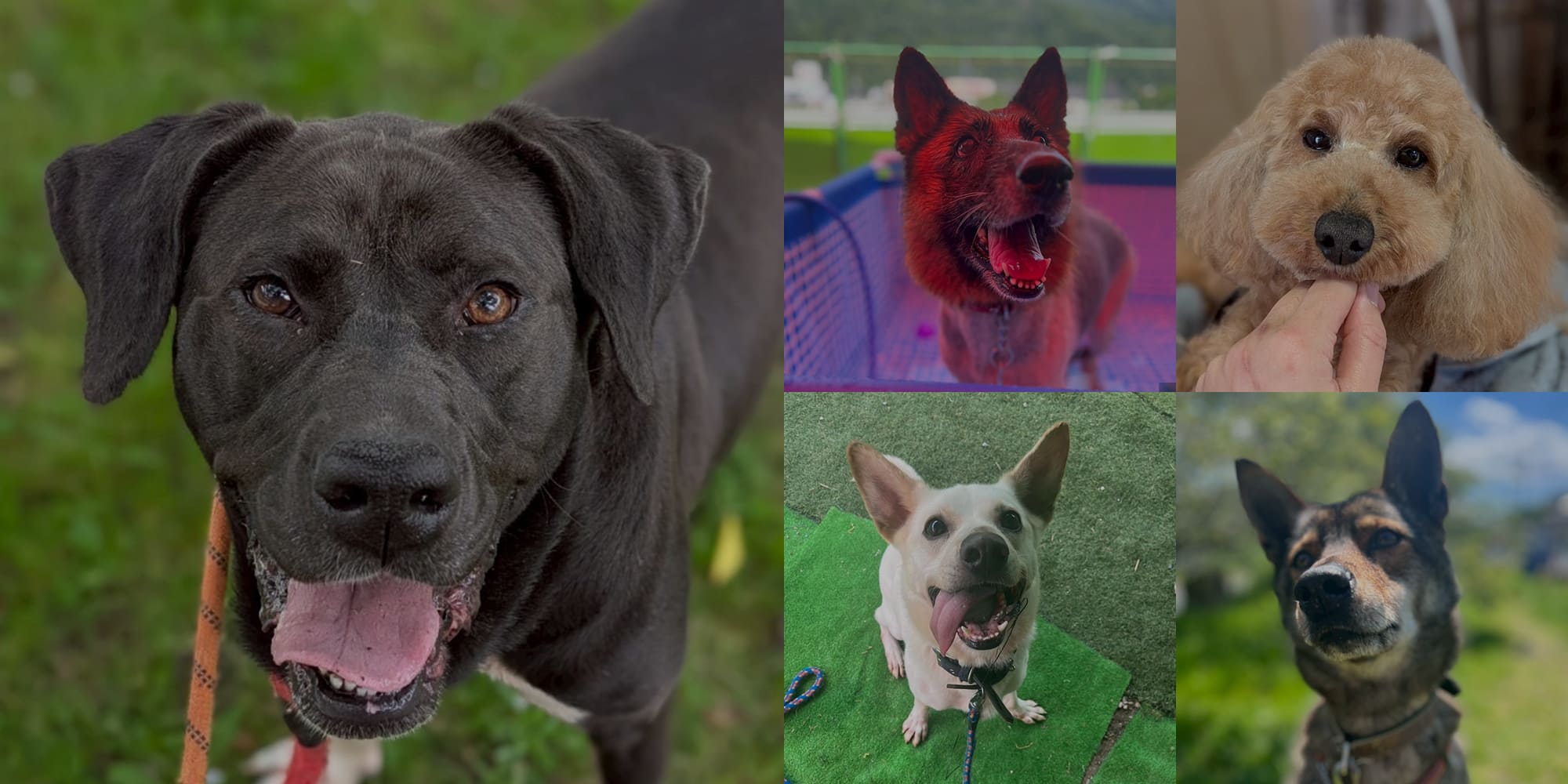 広島市の犬猫触れ合いカフェ　アニマルパラダイス 見て癒される、触れて笑顔になる、最高の癒し空間