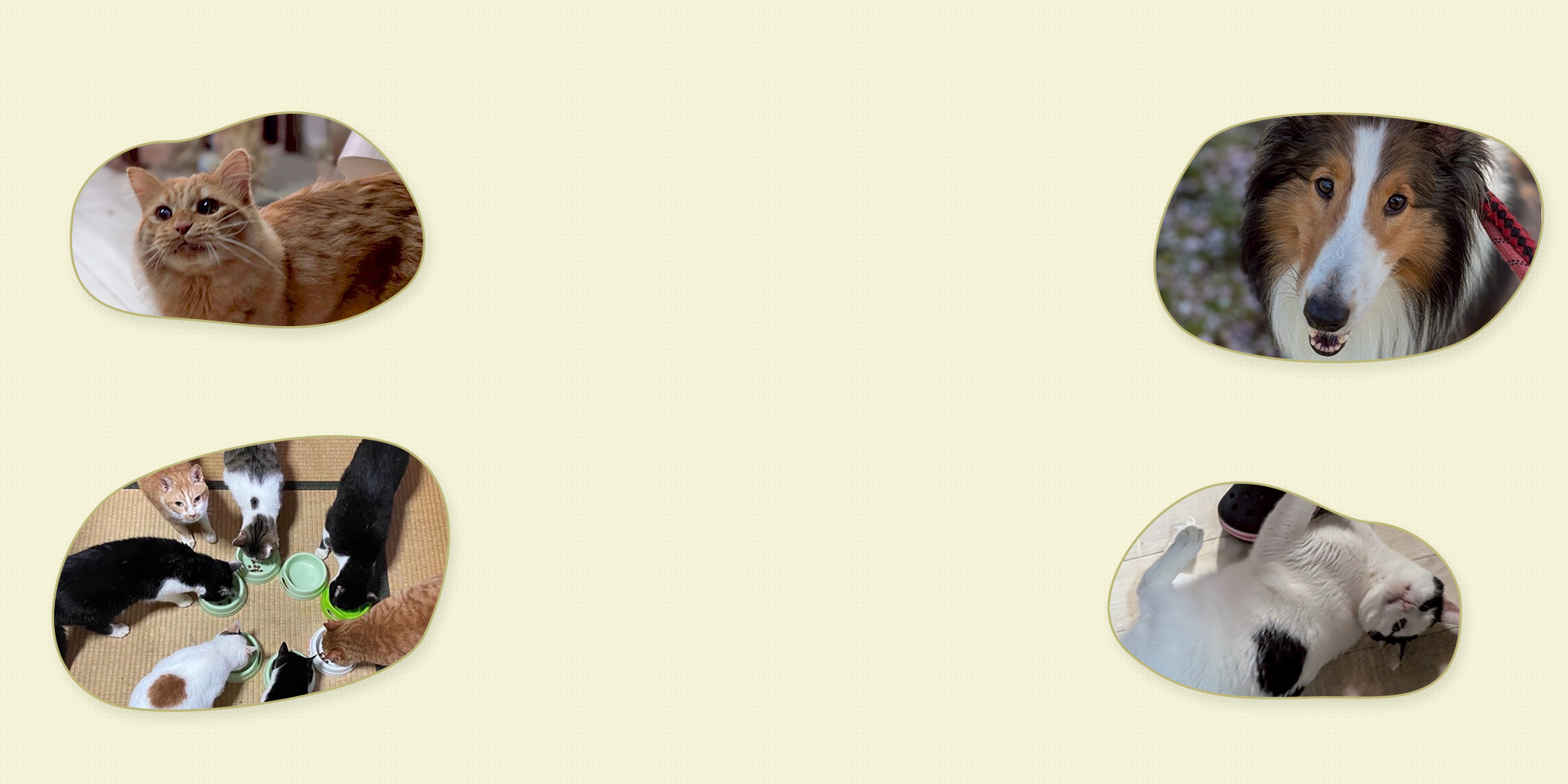 広島市の犬猫触れ合いカフェ　アニマルパラダイス 見て癒される、触れて笑顔になる、最高の癒し空間