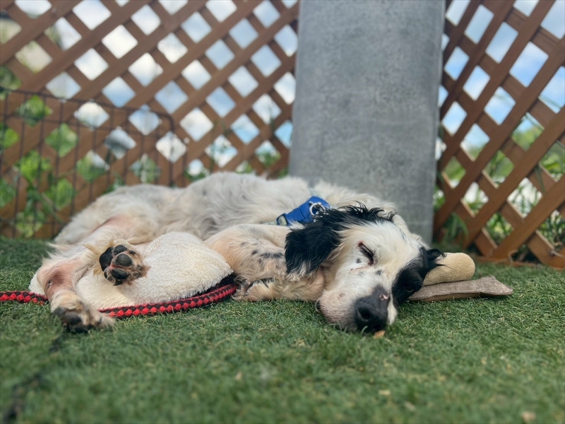 犬猫終生ホームの特徴