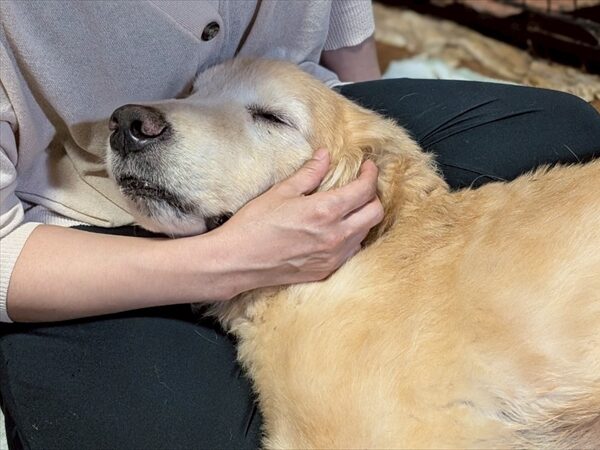 犬猫終生ホームの特徴