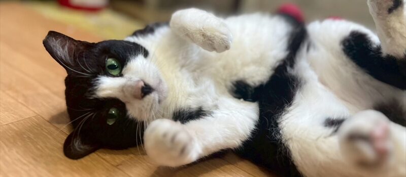猫の場合